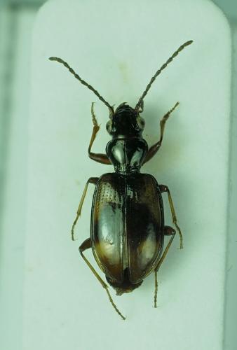 Réf. 269 327 : Bembidion callosum