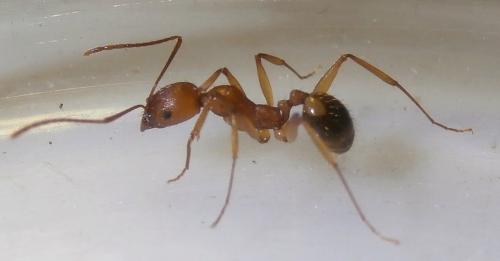 Aphaenogaster splendida