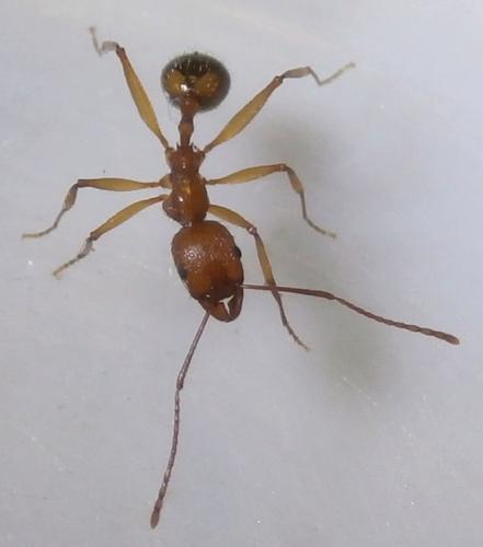 Aphaenogaster splendida
