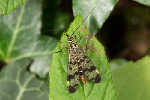 Panorpa vulgaris