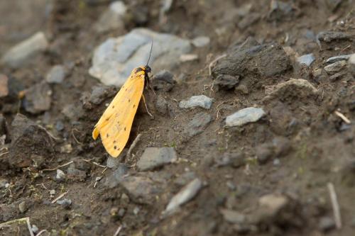 Réf. 269 269 : Setina irrorella