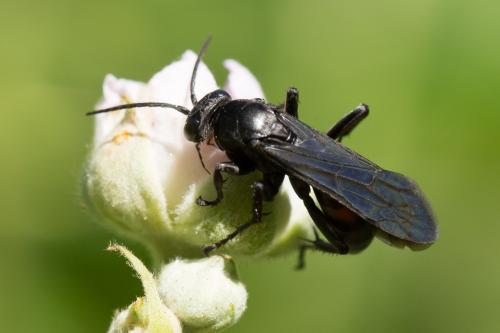Réf. 269 756 : Entomobora crassitarsis