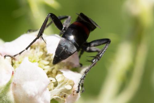 Réf. 269 757 : Entomobora crassitarsis