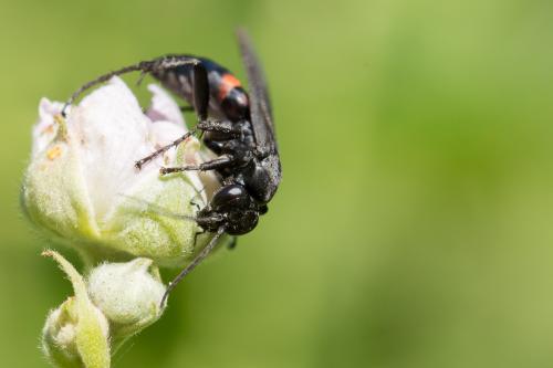 Réf. 269 755 : Entomobora crassitarsis