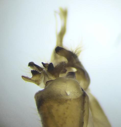 Potamophylax cingulatus