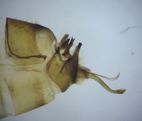 Potamophylax cingulatus