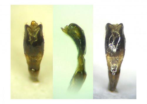 Cryptocephalus sinuatus