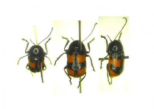 Cryptocephalus sinuatus