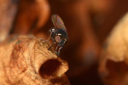 Réf. 269 086 : Psilopa nitidula