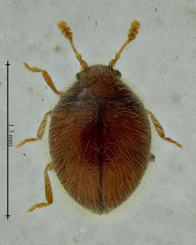 Réf. 269 083 : Sphaerosoma quercus