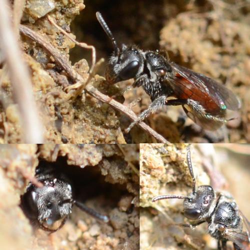 Réf. 269 410 : Sphecodes puncticeps