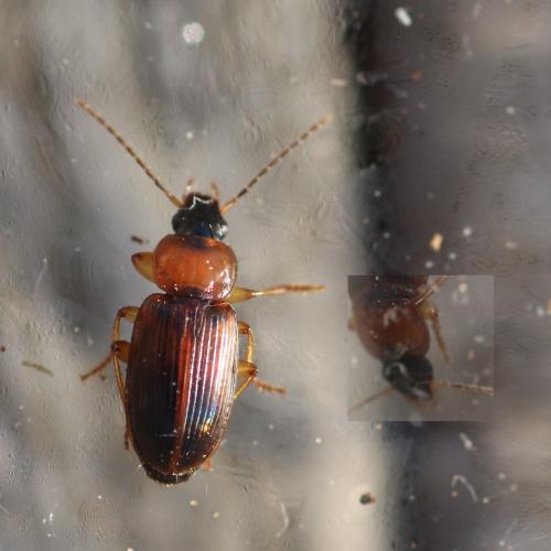 Réf. 269 685 : Stenolophus skrimshiranus