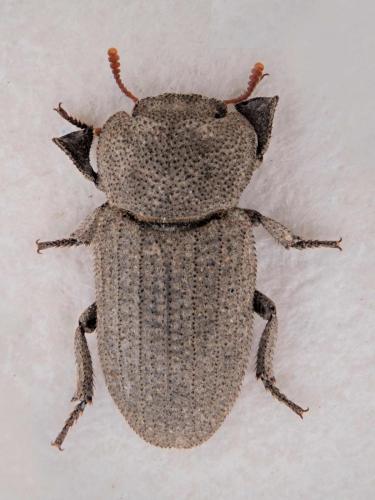Tenebrioninae