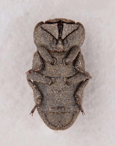 Tenebrioninae