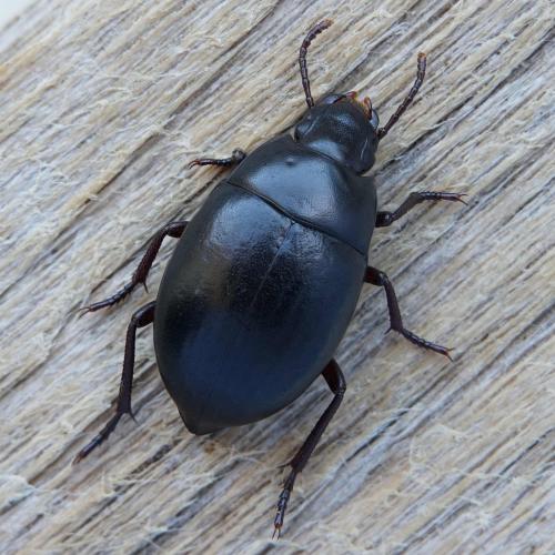 Réf. 269 333 : Oxycara sp.