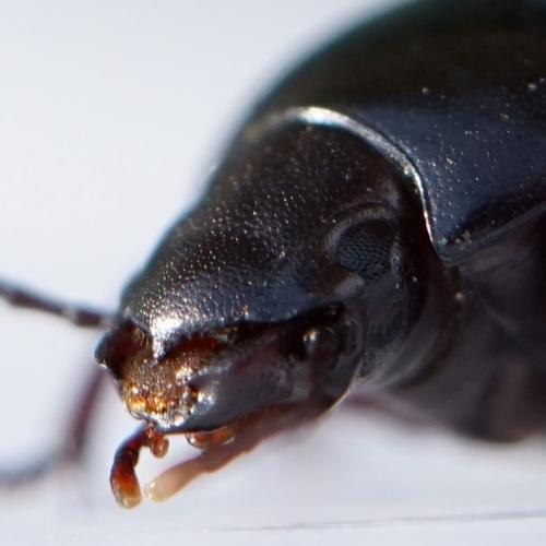 Réf. 269 335 : Oxycara sp.