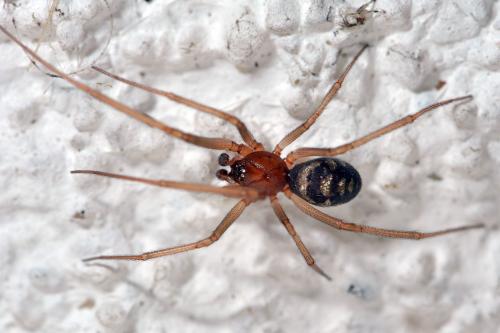 Steatoda grossa