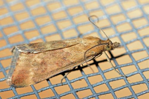 Pyrausta despicata