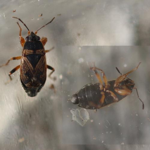 Réf. 269 926 : Trapezonotus sp.