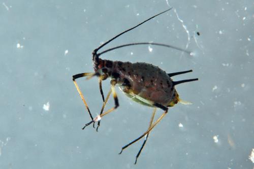 Réf. 269 993 : Uroleucon picridis