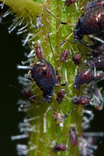 Uroleucon picridis