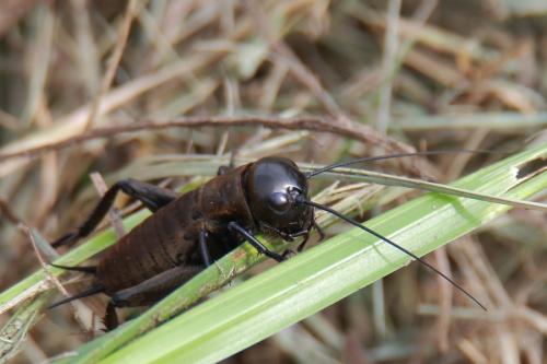 Réf. 269 124 : Gryllus campestris
