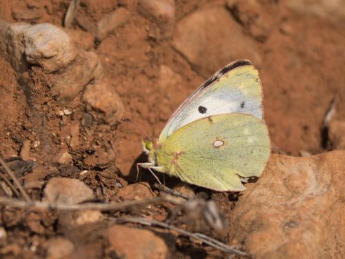 Colias croceus