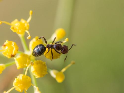 Réf. 269 075 : Camponotus lateralis