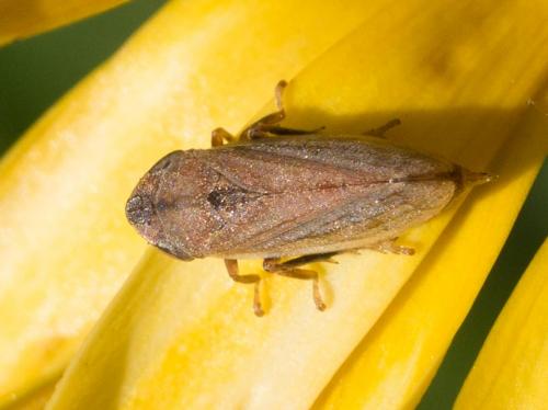 Neophilaenus sp.