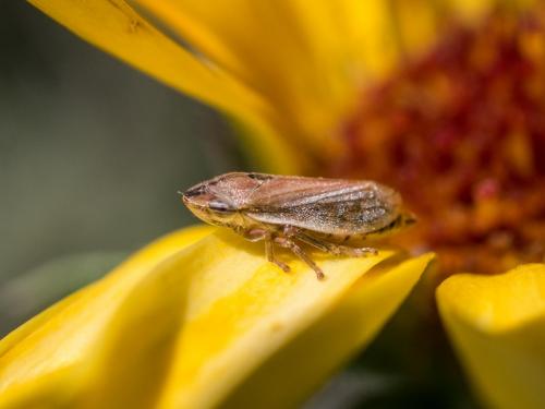 Neophilaenus sp.