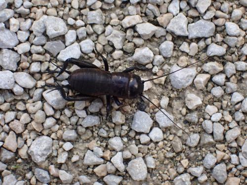 Réf. 269 168 : Gryllus campestris