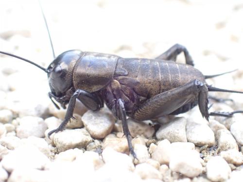 Gryllus campestris