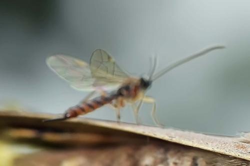 Tromatobia lineatoria
