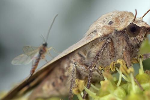 Tromatobia lineatoria