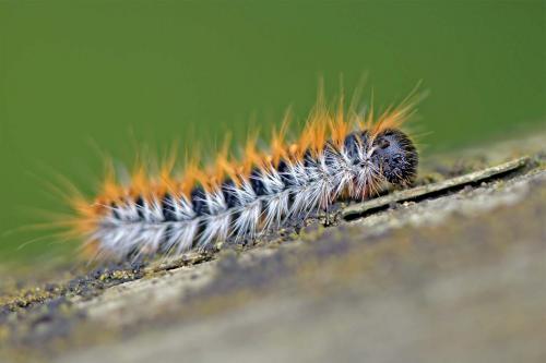 Réf. 269 366 : Thaumetopoea pityocampa