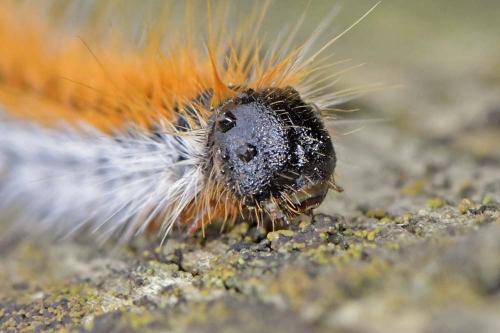 Thaumetopoea pityocampa