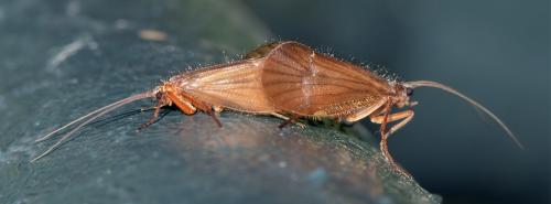 Réf. 269 721 : Chaetopteryx villosa
