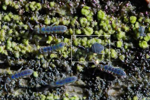 Réf. 269 933 : Sminthurinus sp.