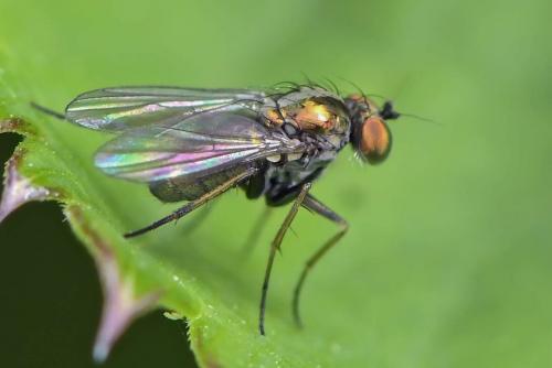 Réf. 269 573 : Chrysotus sp.
