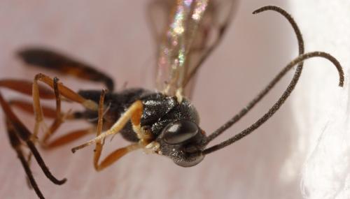 Réf. 269 111 : Hyposoter sp.