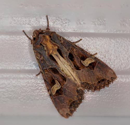 Réf. 269 318 : Trigonophora flammea