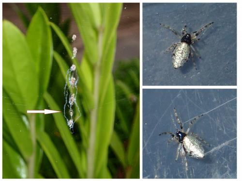 Cyclosa sp.