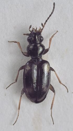 Bembidion quadrimaculatum