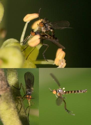 Rhamphomyia sp.