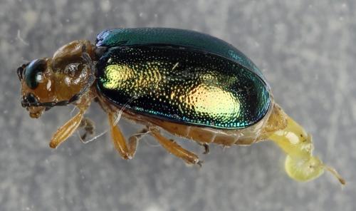 Réf. 269 380 : Sermylassa halensis