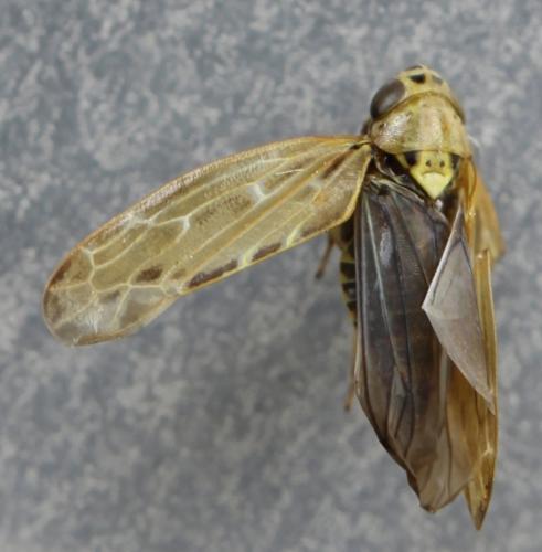 Réf. 269 505 : Lamprotettix nitidulus