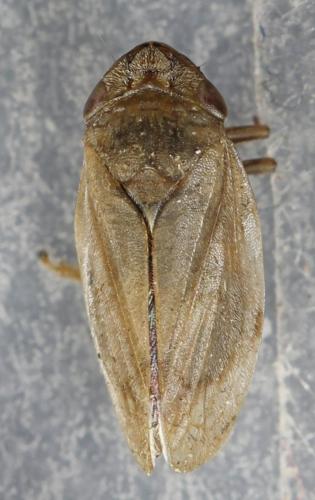 Philaenus spumarius