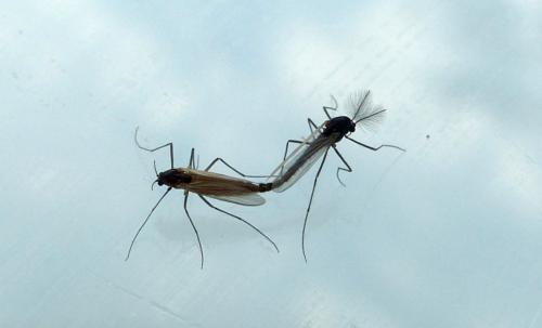 Réf. 269 897 : Orthocladiinae inconnu