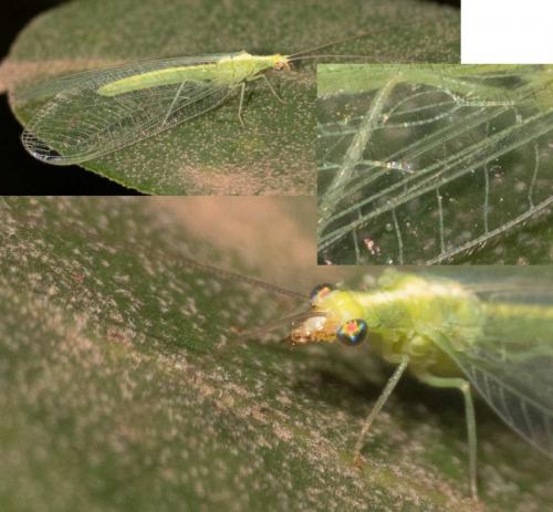 Réf. 269 358 : Chrysoperla sp.
