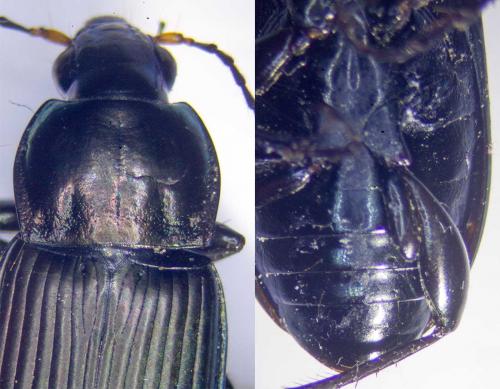 Poecilus cupreus